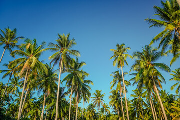 Naklejka na ściany i meble Coconut and palm tree with blue sky.