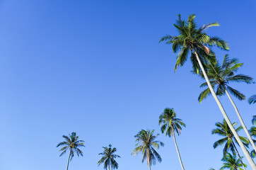 Obraz na płótnie Canvas Coconut and palm tree with blue sky.