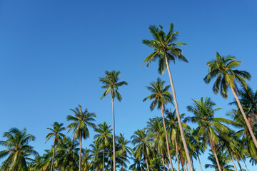 Coconut and palm tree with blue sky.