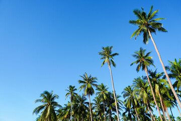 Coconut and palm tree with blue sky.