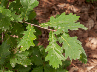 Leaves of Common Oak, Quercus robur. Photo taken in Mimizan, The Landes Department, France