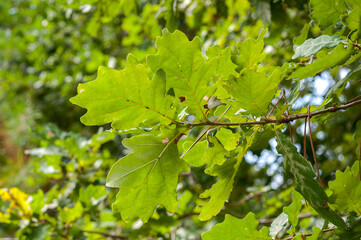 Leaves of Common Oak, Quercus robur. Photo taken in Mimizan, The Landes Department, France