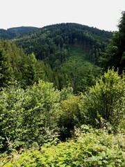 Obraz premium Beautiful Carpathian mountains, height and sky, landscape panorama