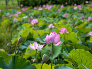 岡山県 備中高松城跡　蓮の花