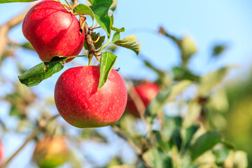 Ripe apples on the tree.fresh fruits in apple plantation.