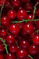 group of many fresh red currant berries, plain background