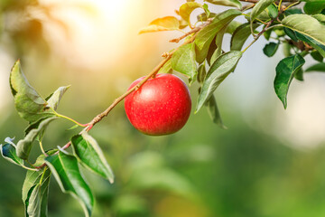 Red apples on the tree.fresh fruits in apple plantation.