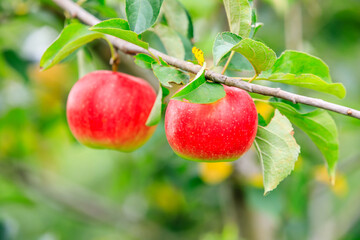 Red apples on the tree.fresh fruits in apple plantation.