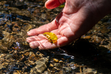 Male european hand refreshing in meditative zen atmosphere in a crystal clear water of a flat little creek with silky ripples and floating waves and sunny reflections searching for stones in the water