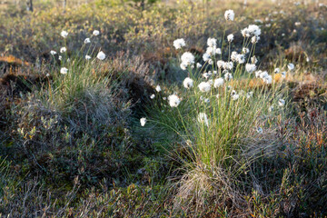 Blooming cotton grass in a raised bog, close-up