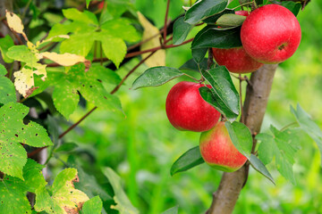 Red apples on the tree.fresh fruits in apple plantation.