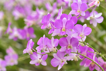 Fototapeta premium Różowo-fioletowa orchidea kwitnąca w ogrodzie