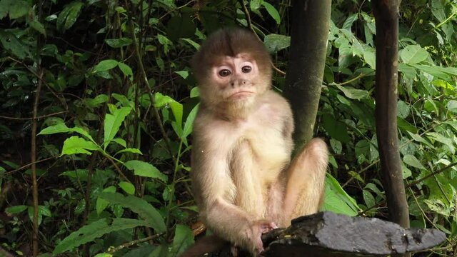 Close up of a capuchin monkey, cebus albifrons, sitting on a log and looking around, checking the environment several times before finally walking away
