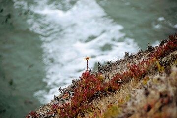 Flowers on Cliff Side