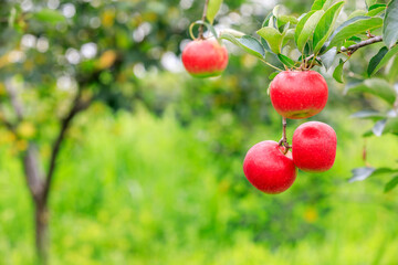 Red apples on the tree.fresh fruits in apple plantation.