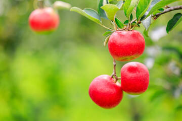 Red apples on the tree.fresh fruits in apple plantation.