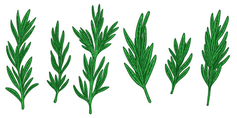 Set of illustrations of rosemarine in engraving style. Design element for logo, emblem, sign, poster, card, banner. Vector illustration