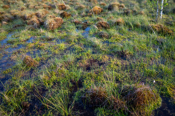 The surface of a raised bog. Bumps and patches of water.