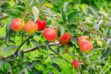 Red apples on the tree.fresh fruits in apple plantation.