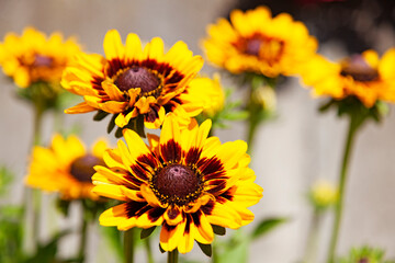 a beautiful yellow flower with black and brown in the middle