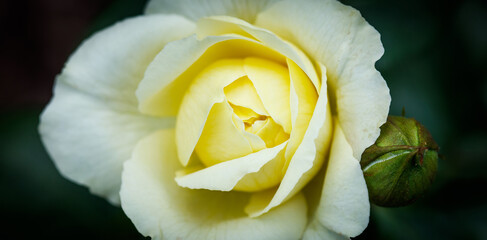 Flower background with yellow rose close up