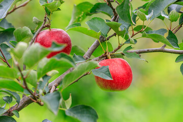 Red apples on the tree.fresh fruits in apple plantation.