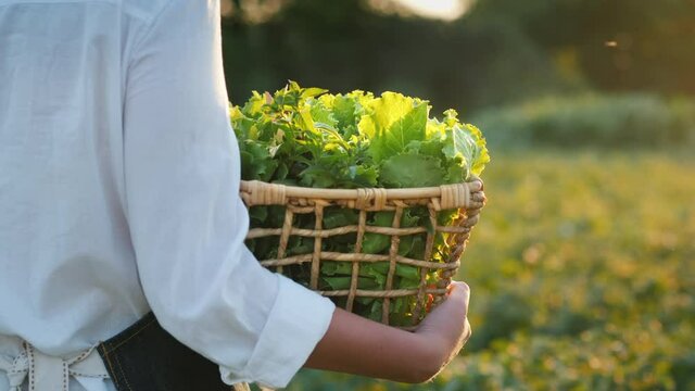 Back view: The farmer carries a basket of herbs and salad, walks on the field.