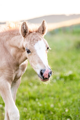 Naklejka na ściany i meble Cute little adorable horse foal in sunset on meadow. Fluffy beautiful healthy little horse filly.