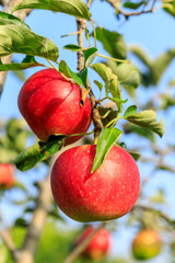 Ripe apples on the tree.fresh fruits in apple plantation.