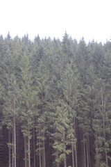 trees in the forest