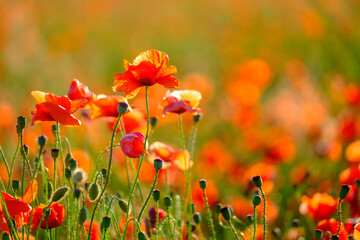 Blooming red poppies in a summer meadow