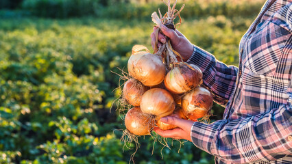 Farmer holds a braid of ripe onion - obrazy, fototapety, plakaty