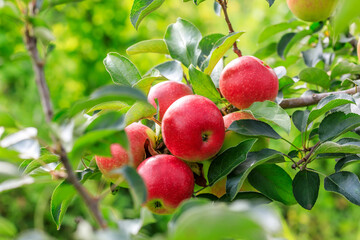 Red apples on the tree.fresh fruits in apple plantation.