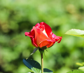 Obraz premium Beautiful red rose in the garden on a sunny day. Ideal for background greeting cards