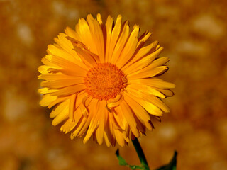 Calendula, medicinal plant with flower