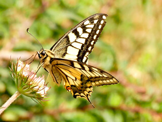 swallowtail butterfly in summer in Germany