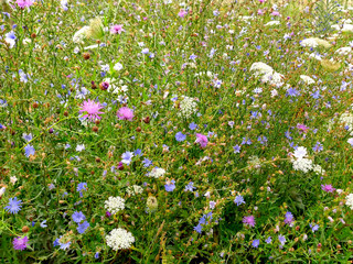 meadow with a lot of colored flowers