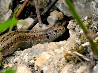 female sand lizard during a sunbathing