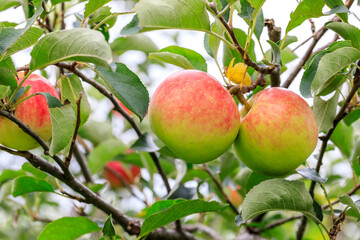 Red apples on the tree.fresh fruits in apple plantation.