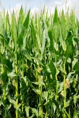 Cornfield maize field field of maize green and jung