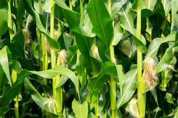 Cornfield maize field field of maize green and jung