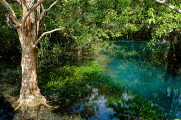 National Park in Krabi Province, Thailand with mangrove forests