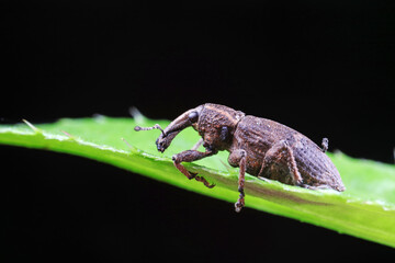weevils inhabit nature