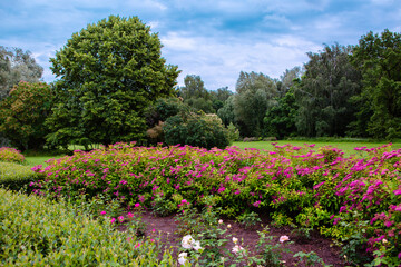 Bushes with flowers in the Park