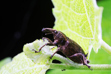 weevils inhabit nature