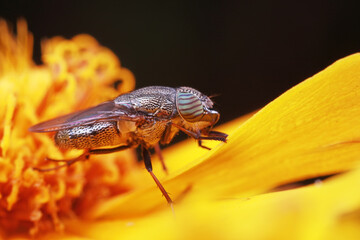 Flies and insects on yellow flowers