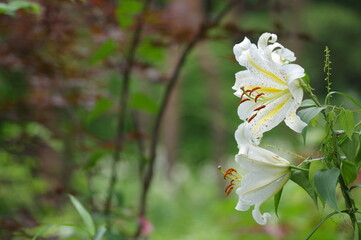 Obraz premium 万葉の森の群生するヤマユリ