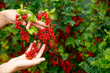 Women's hands collect red currants