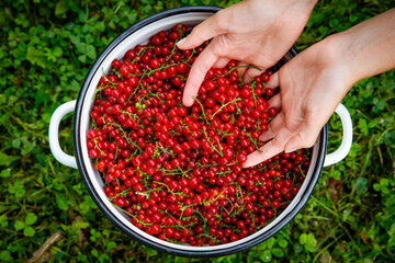 Bunches of red currants on the hands