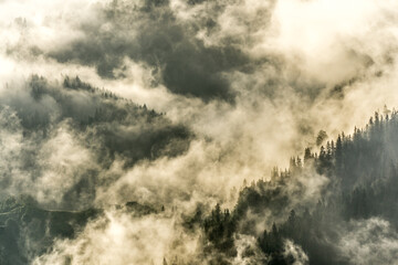 Misty forest
